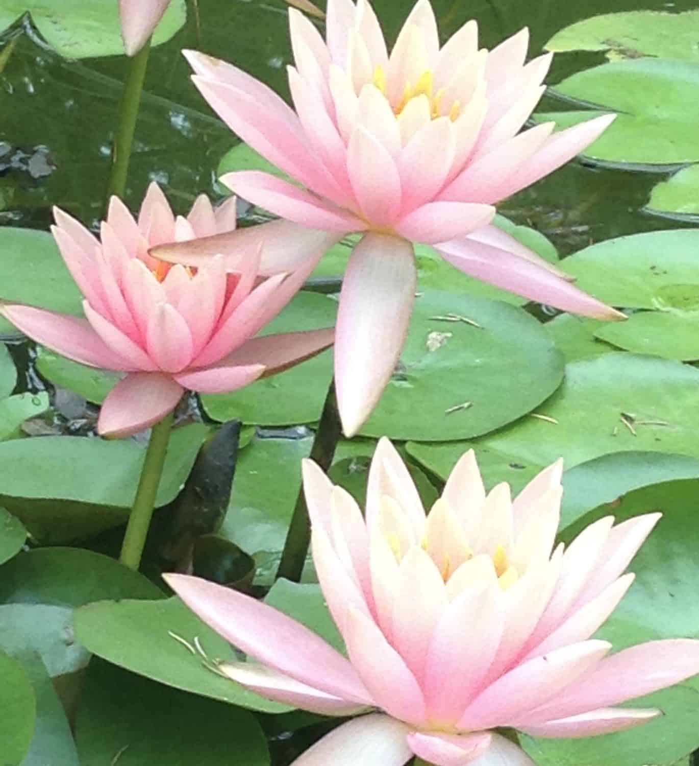 lotus
